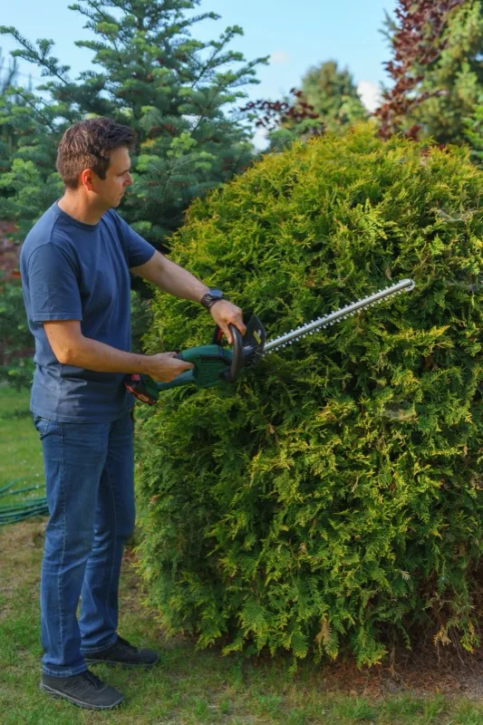 Landscaper shaping a hedge with a power trimmer