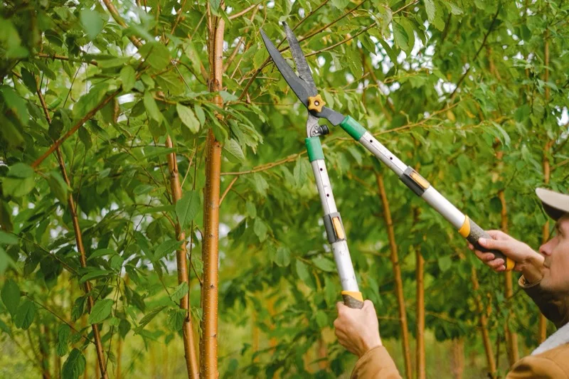 Pruning shears cutting back tree branches