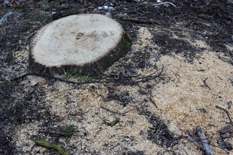 Freshly cut tree stump and sawdust after stump work